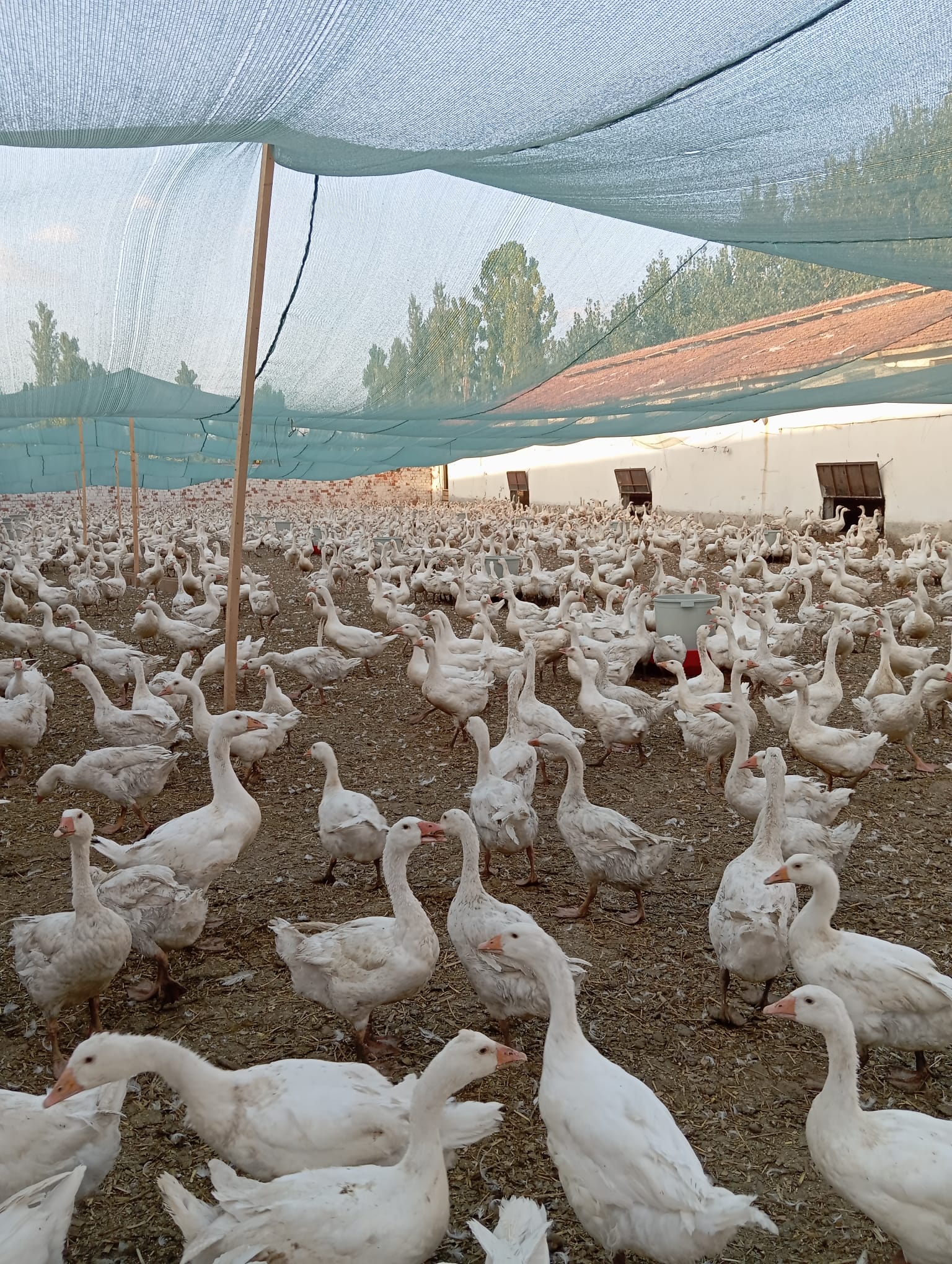 Alman Mast Kazı 4